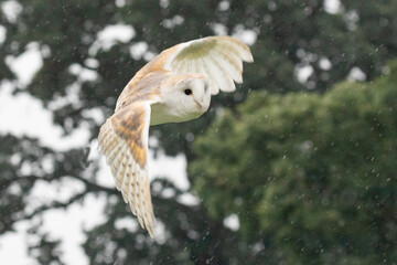 Canvas Print - barn owl in flight 