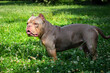 incredibly beautiful American Bully  walks in the park