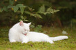 All white cat with blue eyes  laying outside on the grass in the summer season under the leaves resting in the shadow licking itself