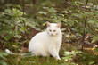 All white cat with blue eyes sitting outside on the grass in the summer season under the leaves resting in the shadow