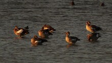 A Flock Of Egyptian Geese (Alopochen Aegyptiaca) Standing In Shallow Water In The Golden Hour.