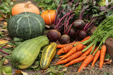 Fototapeta Kuchnia - Different Organic autumn vegetables harvest in garden close up. Fresh carrot, beetroot, zucchini and colorful pumpkins on soil ground