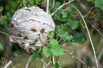 Wall Mural - wasp nest 