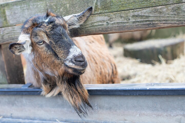 Wall Mural - goat 