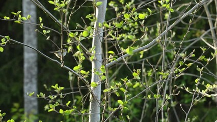 Wall Mural - Small Firecrest moving around on a spring day in Estonian boreal forest, Northern Europe