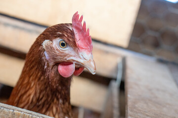 Poster - chicken farm 