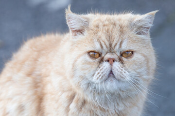 Poster - portrait of a cat