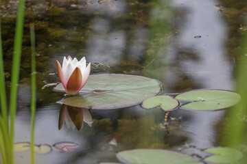 Canvas Print - lily pad 