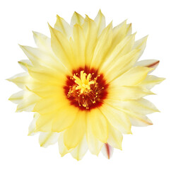 Wall Mural - Fresh cactus flower blossom, beautiful yellow flower