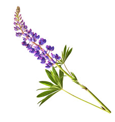 Wall Mural - Fresh Lupine blossom beautiful purple flowers isolated on white background.