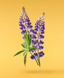 Fresh Lupine blossom beautiful purple flowers falling in the air isolated on yellow background. Zero gravity or levitation spring flowers conception, high resolution image