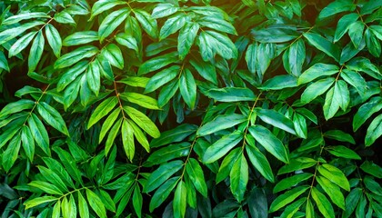 Wall Mural - abstract green leaves pattern texture nature background tropical leaves