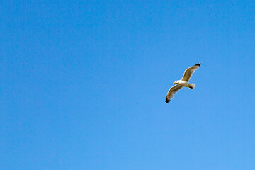 Wall Mural - A seagull flying againct a blue sky