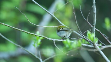 Wall Mural - Firecrest perched and looking around in a springtime boreal forest in Estonia, Northern Europe