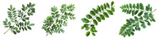 Acacia Leaves For A Designer Floral Composition Hyperrealistic Highly Detailed Isolated On Transparent Background Png File