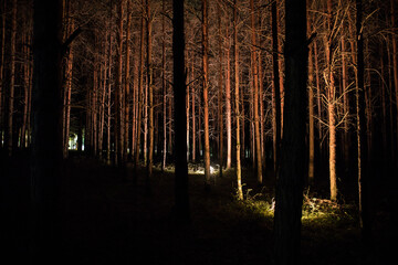Wall Mural - magical lights sparkling in mysterious forest at night. Nightmare pine forest.
