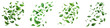 Green leaves fly with a gust of wind Hyperrealistic Highly Detailed Isolated On Transparent Background Png File