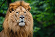 A close-up portrait of a majestic lion with a full mane against a lush green leafy background.