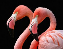 Close Up Of Two Pink Flamingos