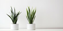 Snake plants, both long and tornado varieties, in small white pots, in a minimalist white room.