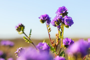 Wall Mural - Wildflower meadow, super bloom season in sunny California. Colorful flowering meadow with blue, purple, and yellow flowers close-up