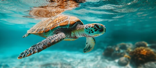 Wall Mural - Exquisite Hawaiian Sea Turtle Gracefully Swimming Through the Tranquil Blue Lagoon