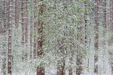 Wall Mural - Landscape of spring forest flocked with snow, Yankee Springs State Park, Michigan, USA