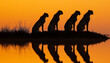 Four cheetahs are silhouetted against a vibrant orange sunset, with their reflections mirrored in the still water below