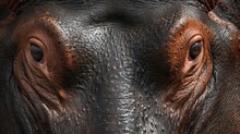 Close-up Of A Hippopotamus's Face, Highlighting Its Detailed Skin Texture