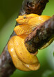 Eyelash Viper (Bothriechis schlegelii) on a tree branchm Cahuita National Park, Costa Rica