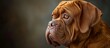 Exquisite Bordeaux, Loyal Dogs, Magnificent French Mastiffs: A Bordeaux of Dogs, A French Fusion, A Mastiff Marvel