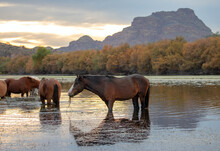 Wild Horses At Sunset In Frton Of Red Mountain In The Salt River Canyon Near Mesa Arizona United States
