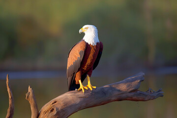 African fish eagle on tree stump.