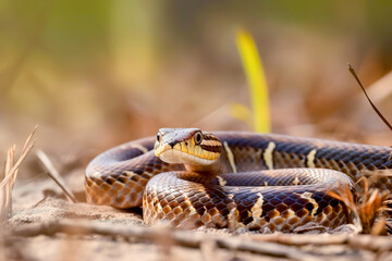 Close-up of a snake on sandy ground with a blurred background, capturing wildlife in its natural habitat.