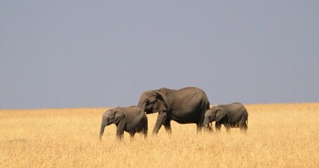 Wall Mural - Family Of African Elephants Walking In The Savanna Of Masai Mara, Kenya - Wide Shot