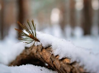 Canvas Print - Winter woods macro photography