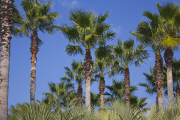 Canvas Print - 
Blue sky and palm trees.