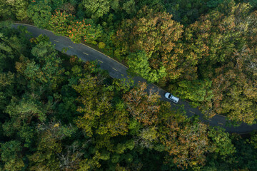 Wall Mural - Aerial  view of trail in spring tropical forest