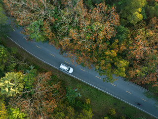 Wall Mural - Aerial  view of driving on trail in spring tropical forest