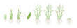 © Ilia - Asparagus plant growth stages. Growing cycle. Harvest progression. Vector illustration.