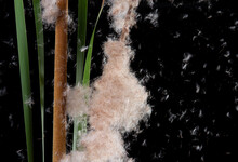 Typha Angustifolia. Broadleaf Cattail Also Known With Seeds Float Away In The Wind Which Known As Seed Dispersal