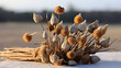 Dry dried flower bud heads Tussilago farfara coltsfoot