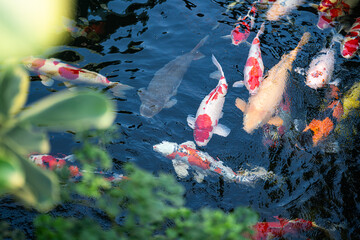 Wall Mural - Colorful crap fish or koi fish swimming in water pond. Animal portrait close-up and selective focus photo.