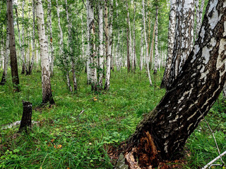 Wall Mural - forest landscape with birch trees