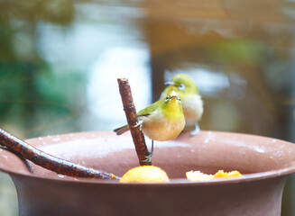 ご飯を食べる２羽の野鳥のメジロ