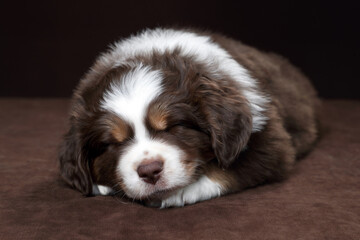 Sticker - Cute little American Miniature Shepherd puppy on a brown background. Little fluffy puppy