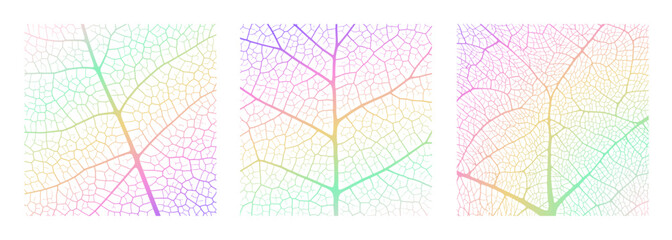Wall Mural - leaf vein texture abstract background with close up plant leaf cells ornament texture pattern. gradi
