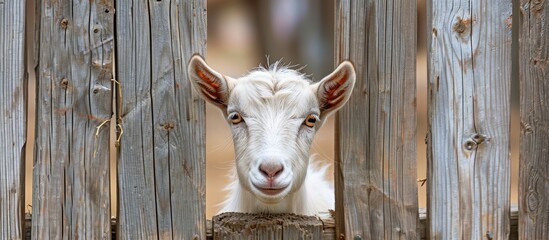 Wall Mural - majestic white goat's head peering out through a rustic wooden fence