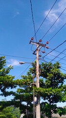 electric cable lines and trees with blue sky background