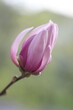 A pink magnolia flower illuminated by the sun.
